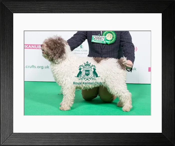 Framed Print : 2018 Best of Breed SPANISH WATER DOG Framed Print : 2018 Best of Breed SPANISH WATER DOG
