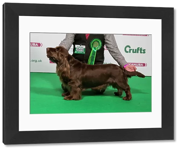 2018 Best of Breed SPANIEL (SUSSEX)