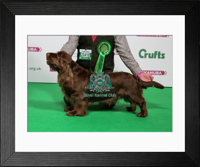 Framed Print : 2018 Best of Breed SPANIEL (SUSSEX) Framed Print : 2018 Best of Breed SPANIEL (SUSSEX)