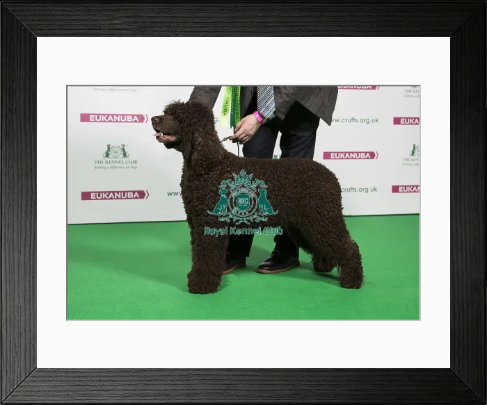 Framed Print : 2018 Best of Breed SPANIEL (IRISH WATER) Framed Print : 2018 Best of Breed SPANIEL (IRISH WATER)