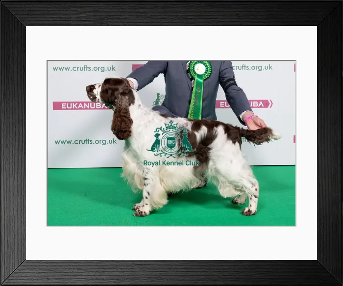 Framed Print : 2018 Best of Breed SPANIEL (ENGLISH SPRINGER) Framed Print : 2018 Best of Breed SPANIEL (ENGLISH SPRINGER)