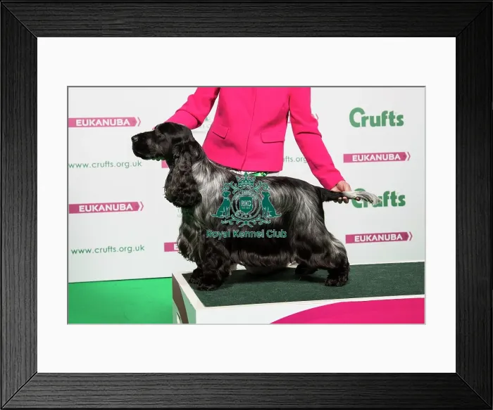 Framed Print : 2018 Best of Breed SPANIEL (COCKER)