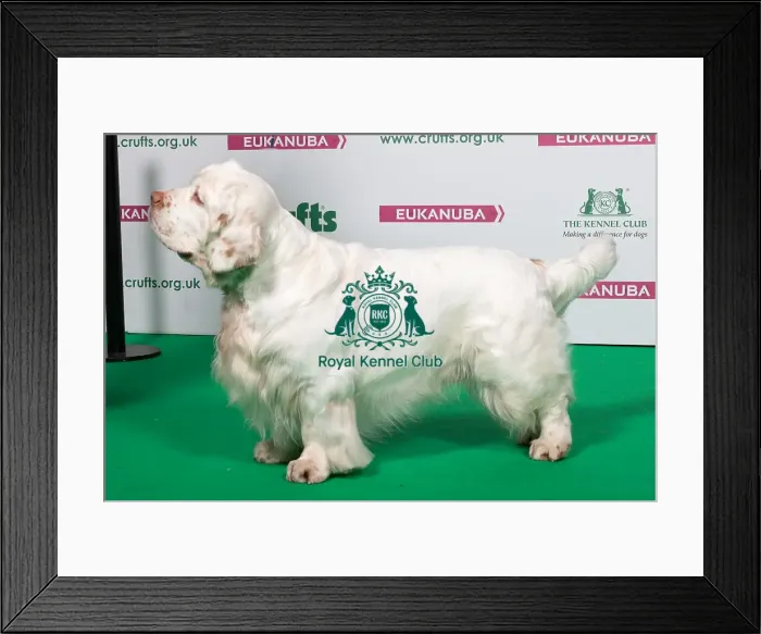 Framed Print : 2018 Best of Breed SPANIEL (CLUMBER) Framed Print : 2018 Best of Breed SPANIEL (CLUMBER)