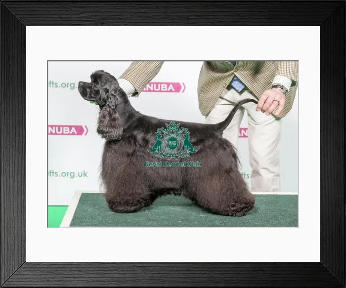 Framed Print : 2018 Best of Breed SPANIEL (AMERICAN COCKER) Framed Print : 2018 Best of Breed SPANIEL (AMERICAN COCKER)