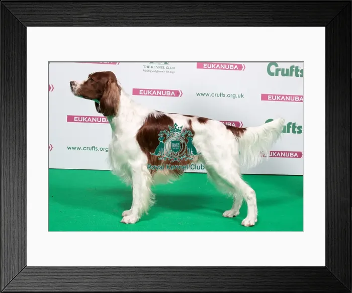 Framed Print : 2018 Best of Breed IRISH RED & WHITE SETTER Framed Print : 2018 Best of Breed IRISH RED & WHITE SETTER