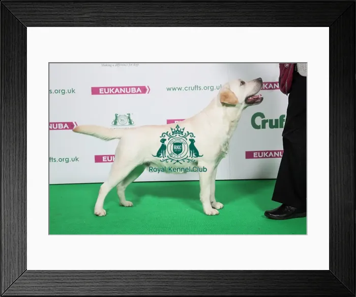 Framed Print : 2018 Best of Breed RETRIEVER (LABRADOR) Framed Print : 2018 Best of Breed RETRIEVER (LABRADOR)