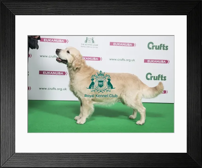Framed Print : 2018 Best of Breed RETRIEVER (GOLDEN) Framed Print : 2018 Best of Breed RETRIEVER (GOLDEN)