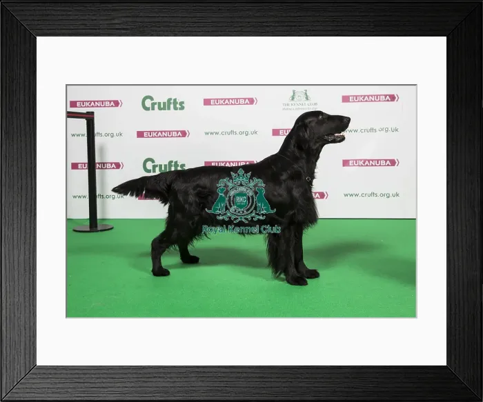 Framed Print : 2018 Best of Breed RETRIEVER (FLAT COATED) Framed Print : 2018 Best of Breed RETRIEVER (FLAT COATED)