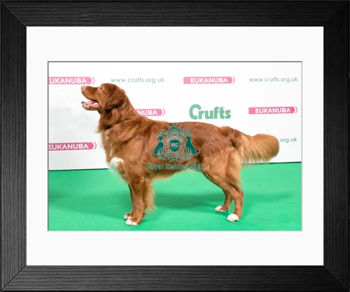 Framed Print : 2018 Best of Breed Retriever (Nova Scotia Duck Tolling) Framed Print : 2018 Best of Breed Retriever (Nova Scotia Duck Tolling)