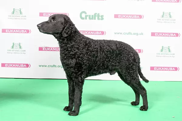 2018 Best of Breed RETRIEVER (CURLY COATED)