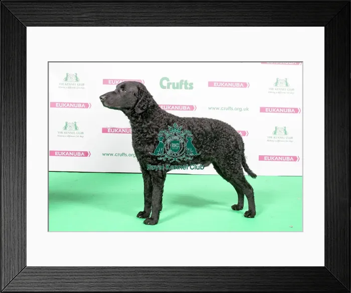 Framed Print : 2018 Best of Breed RETRIEVER (CURLY COATED) Framed Print : 2018 Best of Breed RETRIEVER (CURLY COATED)
