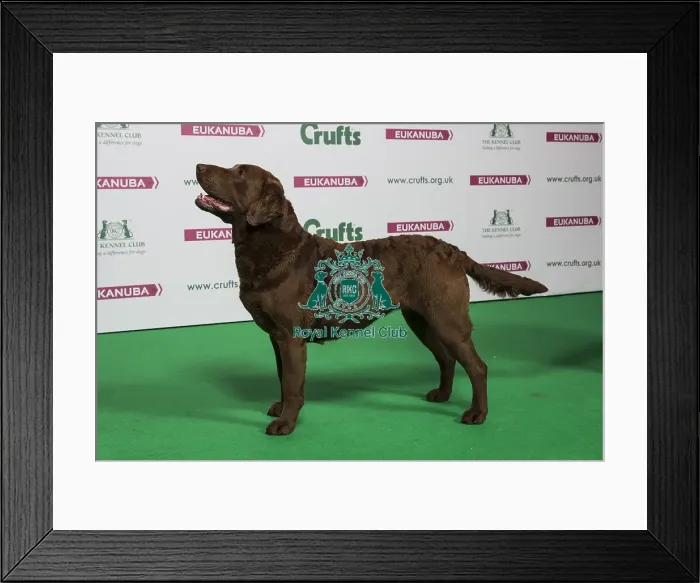Framed Print : 2018 Best of Breed RETRIEVER (CHESAPEAKE BAY) Framed Print : 2018 Best of Breed RETRIEVER (CHESAPEAKE BAY)