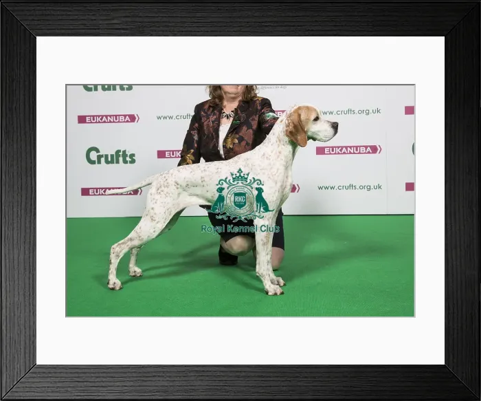 Framed Print : 2018 Best of Breed POINTER Framed Print : 2018 Best of Breed POINTER