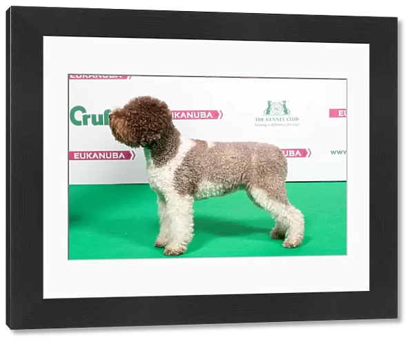 2018 Best of Breed LAGOTTO ROMAGNOLO