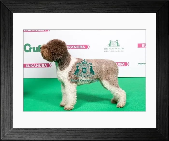 Framed Print : 2018 Best of Breed LAGOTTO ROMAGNOLO Framed Print : 2018 Best of Breed LAGOTTO ROMAGNOLO