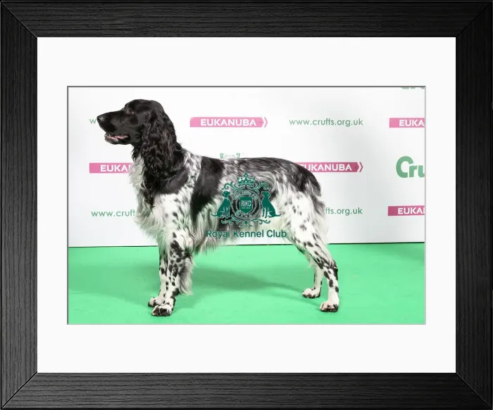 Framed Print : 2018 Best of Breed LARGE MUNSTERLANDER Framed Print : 2018 Best of Breed LARGE MUNSTERLANDER