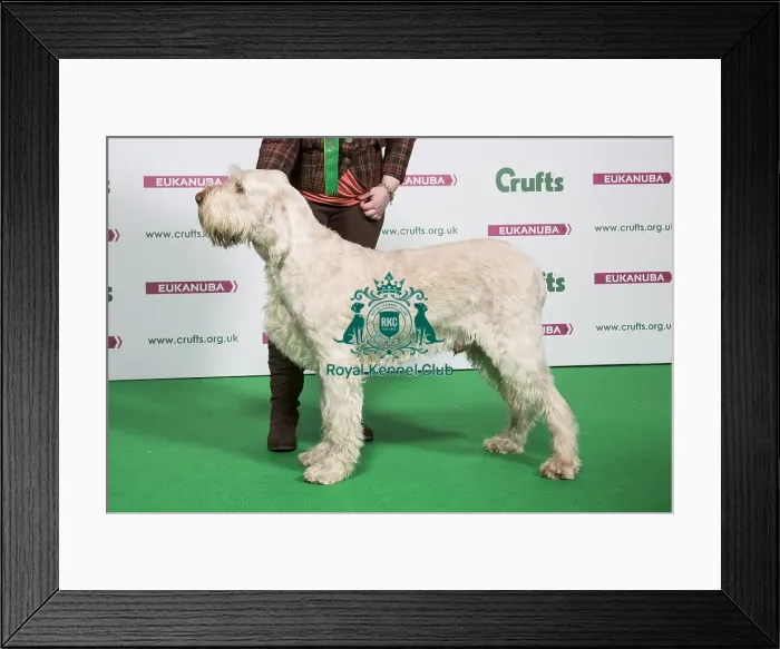 Framed Print : 2018 Best of Breed ITALIAN SPINONE Framed Print : 2018 Best of Breed ITALIAN SPINONE