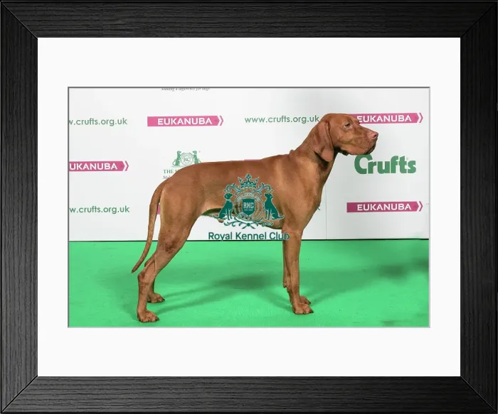 Framed Print : 2018 Best of Breed HUNGARIAN VIZSLA Framed Print : 2018 Best of Breed HUNGARIAN VIZSLA