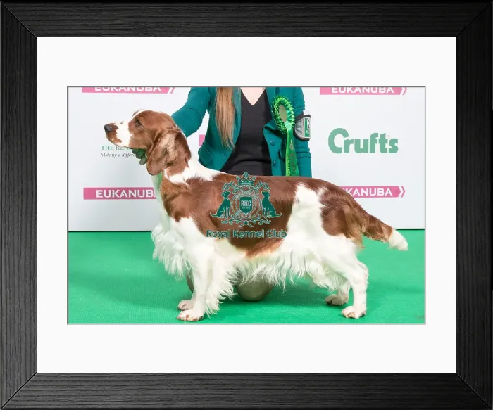 Framed Print : 2018 Best of Breed SPANIEL (WELSH SPRINGER) Framed Print : 2018 Best of Breed SPANIEL (WELSH SPRINGER)