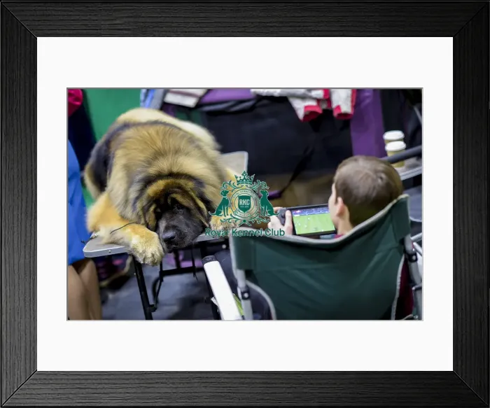 Framed Print : Crufts 2018 Framed Print : Crufts 2018