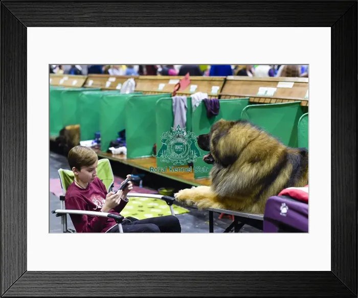 Framed Print : Crufts 2018 Framed Print : Crufts 2018