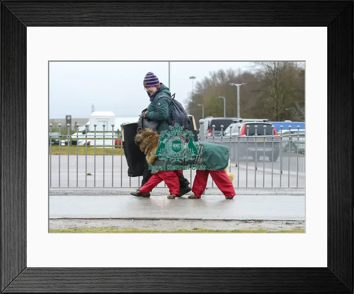 Framed Print : Crufts 2018 Framed Print : Crufts 2018