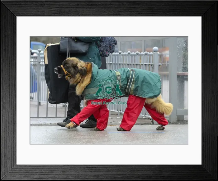 Framed Print : Crufts 2018 Framed Print : Crufts 2018
