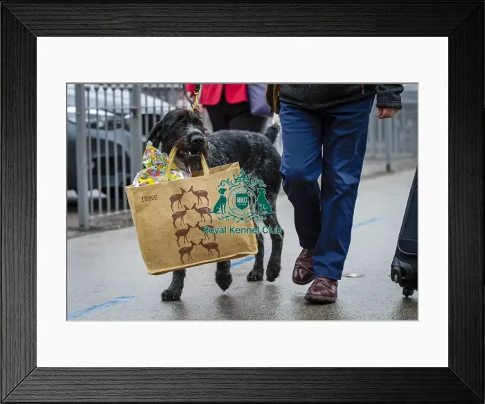 Framed Print : Crufts 2018 Framed Print : Crufts 2018
