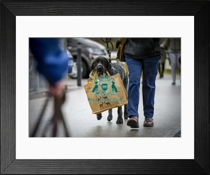 Framed Print : Crufts 2018 Framed Print : Crufts 2018