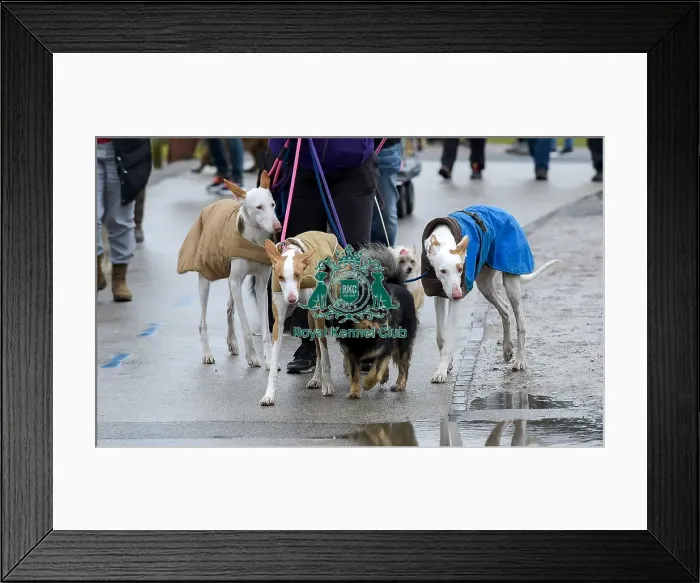 Framed Print : Crufts 2018 Framed Print : Crufts 2018