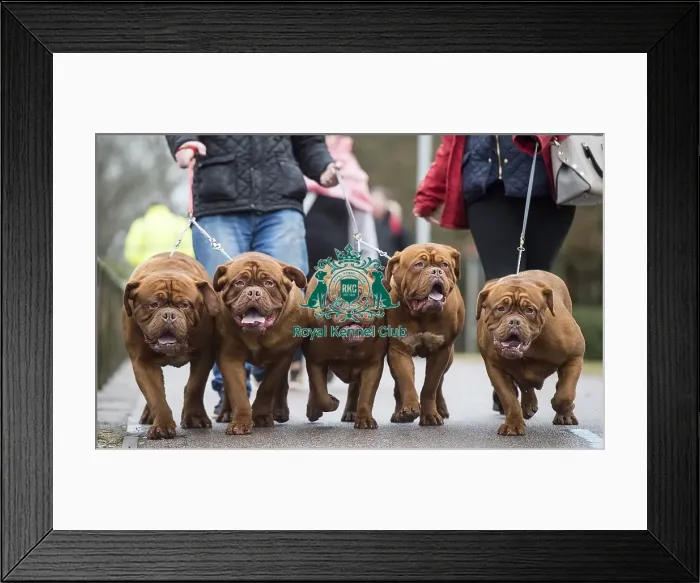 Framed Print : Crufts 2018 Framed Print : Crufts 2018