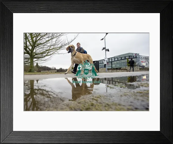 Framed Print : Crufts 2018 Framed Print : Crufts 2018