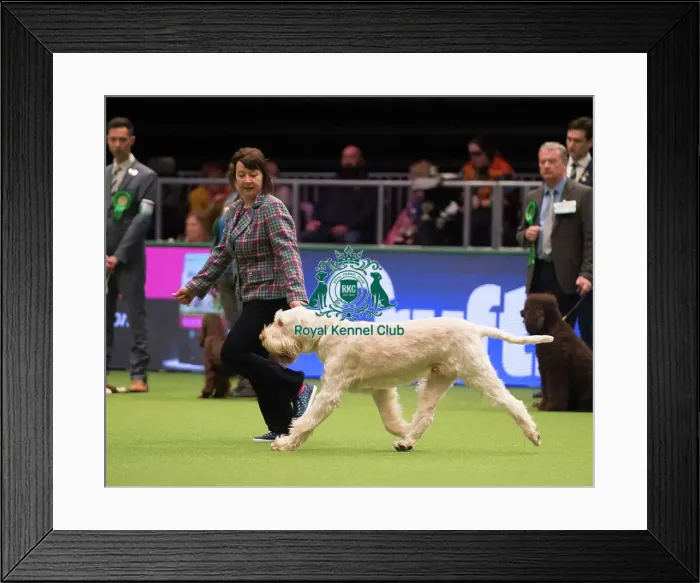 Framed Print : Italian Spinone Framed Print : Italian Spinone