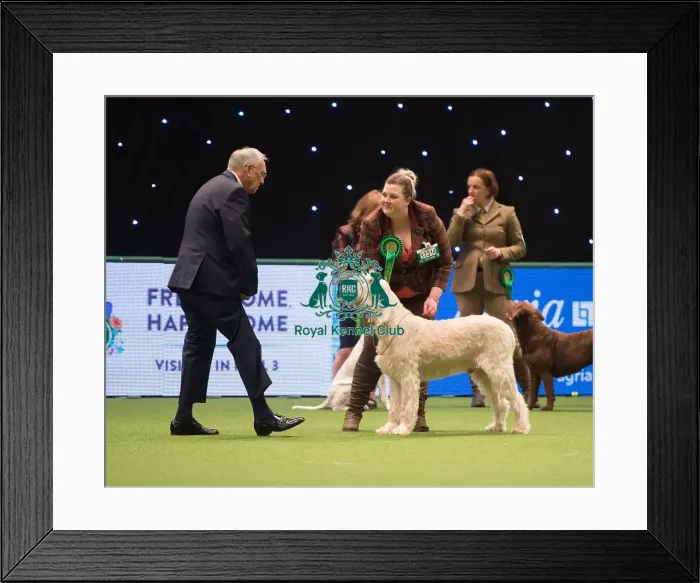 Framed Print : Italian Spinone Framed Print : Italian Spinone