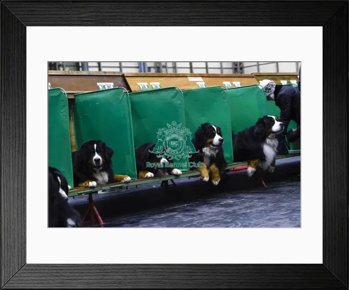 Framed Print : Crufts 2018 Framed Print : Crufts 2018