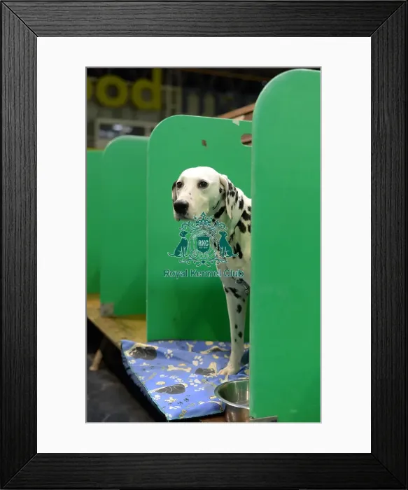 Framed Print : dlamation waiting in benches Framed Print : dlamation waiting in benches