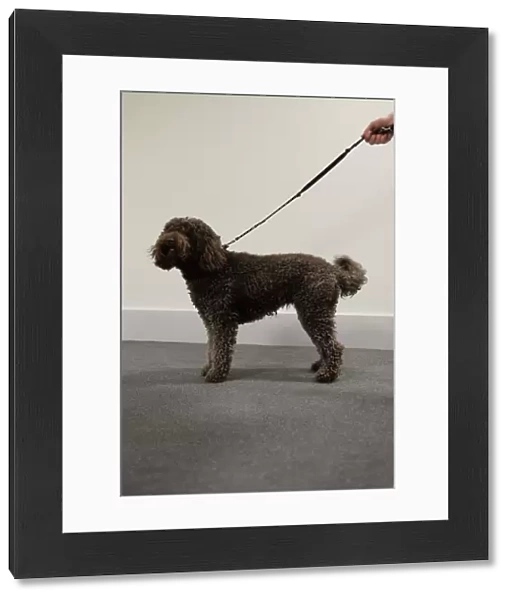 barbet stacked photo for kennel club illustration