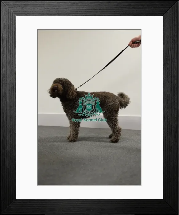 Framed Print : barbet stacked photo for kennel club illustration Framed Print : barbet stacked photo for kennel club illustration