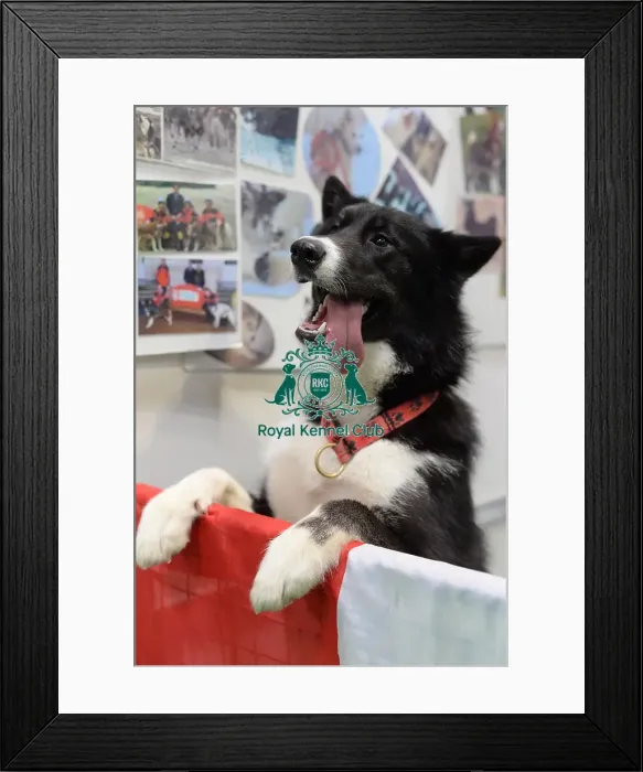 Framed Print : dog in discover dogs area jumping up over fence Framed Print : dog in discover dogs area jumping up over fence