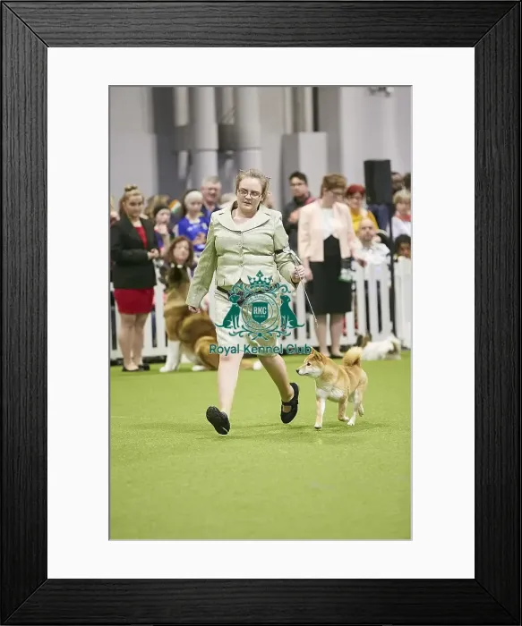 Framed Print : Crufts 2018