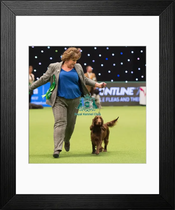 Framed Print : Spaniel (Field) Framed Print : Spaniel (Field)