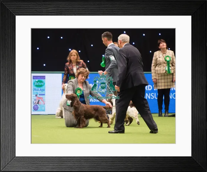 Framed Print : Spaniel (Field)