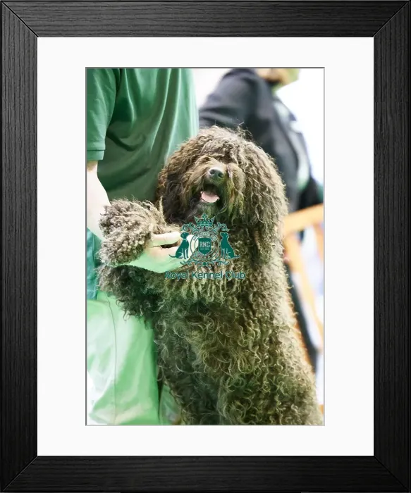 Framed Print : Crufts 2018
