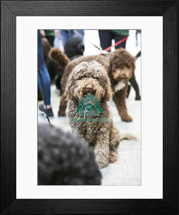 Framed Print : Crufts 2018 Framed Print : Crufts 2018