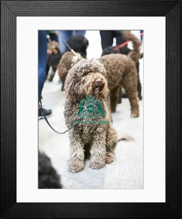 Framed Print : Crufts 2018 Framed Print : Crufts 2018