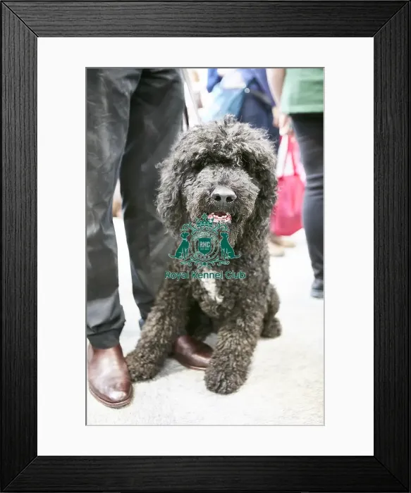 Framed Print : Crufts 2018 Framed Print : Crufts 2018