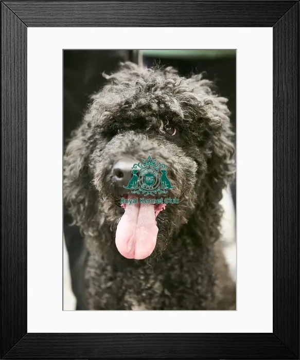 Framed Print : Crufts 2018 Framed Print : Crufts 2018