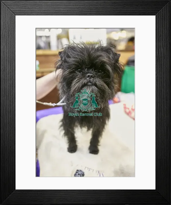Framed Print : Crufts 2018 Framed Print : Crufts 2018