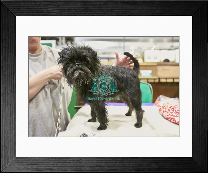 Framed Print : Crufts 2018 Framed Print : Crufts 2018