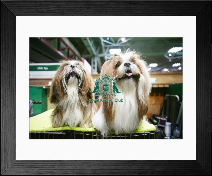 Framed Print : Crufts 2018 Framed Print : Crufts 2018